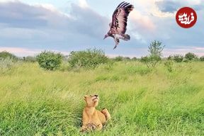 ببینید؛ پرش حماسی و دیدنی شیر برای شکار لاشخور در هوا 