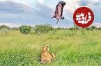 ببینید؛ پرش حماسی و دیدنی شیر برای شکار لاشخور در هوا 
