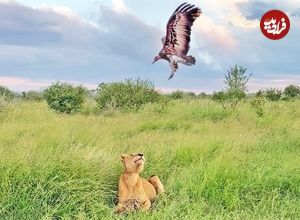 ببینید؛ پرش حماسی و دیدنی شیر برای شکار لاشخور در هوا 