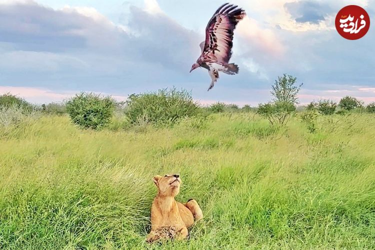 ببینید؛ پرش حماسی و دیدنی شیر برای شکار لاشخور در هوا 