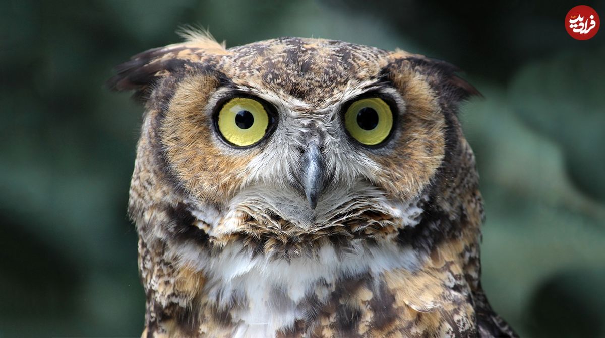 کدام جانوران در جهان بهترین «بینایی» را دارند؟