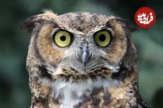 کدام جانوران در جهان بهترین «بینایی» را دارند؟ 