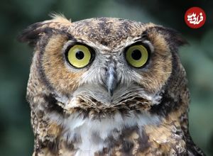 کدام جانوران در جهان بهترین «بینایی» را دارند؟ 