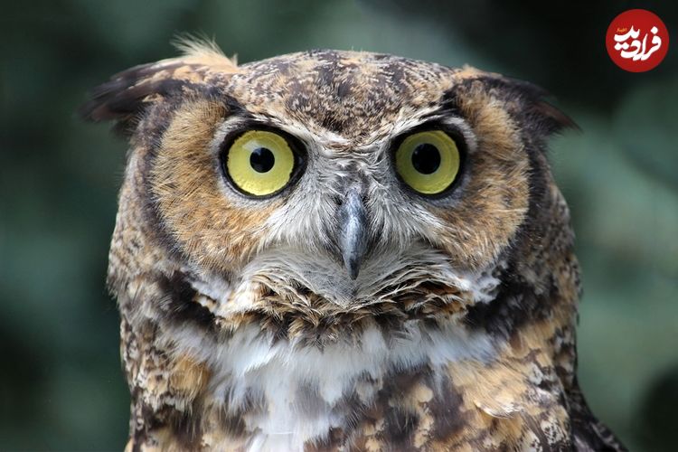 کدام جانوران در جهان بهترین «بینایی» را دارند؟ 