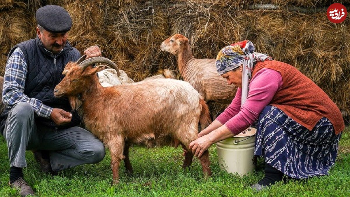 (ویدئو) دوشیدن شیر بز و تهیه پنیر محلی به روش زوج روستایی آذربایجانی