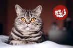 چرا شیر دادن به گربه‌ها اشتباه است؟