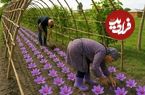 ببینید؛ غذای روستایی در آذربایجان؛ کاشت زعفران، پخت خوراک مرغ و کیک 