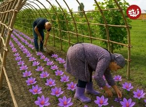 ببینید؛ غذای روستایی در آذربایجان؛ کاشت زعفران، پخت خوراک مرغ و کیک 