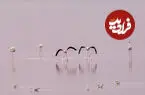 ببینید| قدم زدن فلامینگوها بر بستر دریاچه مهارلو