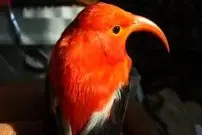 کشف رفتار عجیب پرندگان در جزیره بزرگ!