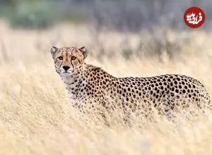 ببینید؛ مشاهده ۶ یوزپلنگ آسیایی در پناهگاه حیات‌وحش میاندشت