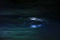 دانشمندان با الهام از حشرات ربات‌های کوچکی ساخته‌اند که روی سطح آب حرکت می‌کنند