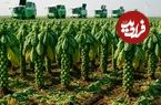 ببینید؛ مراحل کاشت، برداشت و فرآوری هزاران تن کلم بروکسل در هلند