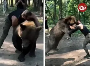 ببینید| کشتی بوکسور سنگین‌وزن روس با خرس ۴۰۰ کیلویی قبل از مبارزه با تایسون فیوری