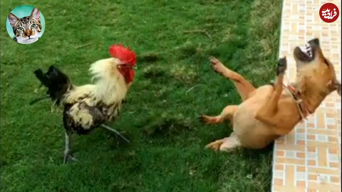 (ویدئو) برترین لحظه‌های خنده‌دار از حیوانات خانگی که در 30 روز اخیر پربازدید شدند