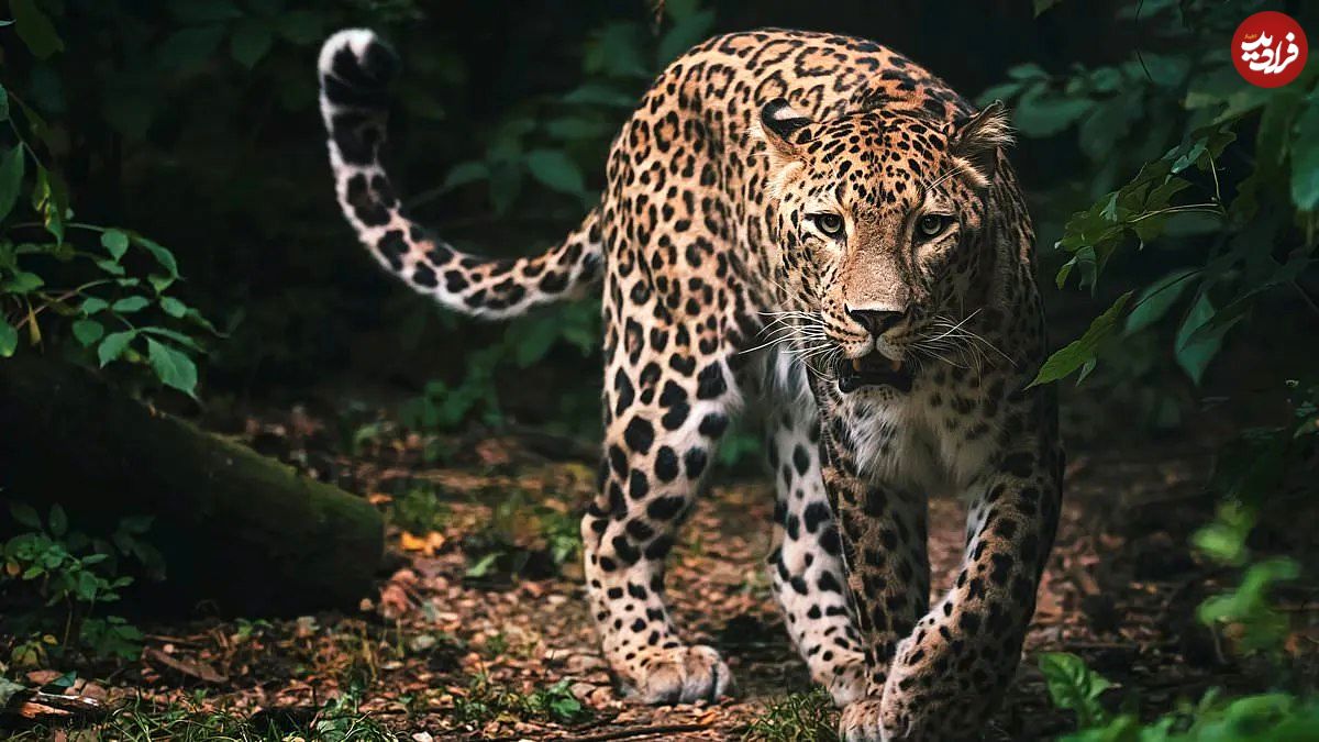 تصاویر؛ راز شکلگیری خالهای پلنگ و خطوط گورخر بالاخره فاش شد؛ کشف تازه با نظریه تورینگ