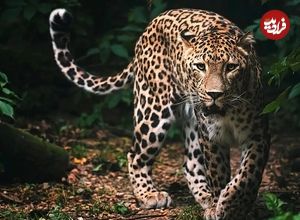 تصاویر؛ راز شکل‌گیری خال‌های پلنگ و خطوط گورخر بالاخره فاش شد؛ کشف تازه با نظریه تورینگ