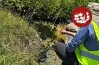 کشف «آمیب آتشین»؛ موجودی که در دمایی بالاتر از تصور دانشمندان زنده می‌ماند