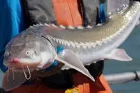 راز تازه ژاپنی‌ها برای خاویار بیشتر: تغییر جنسیت ماهی‌ها!