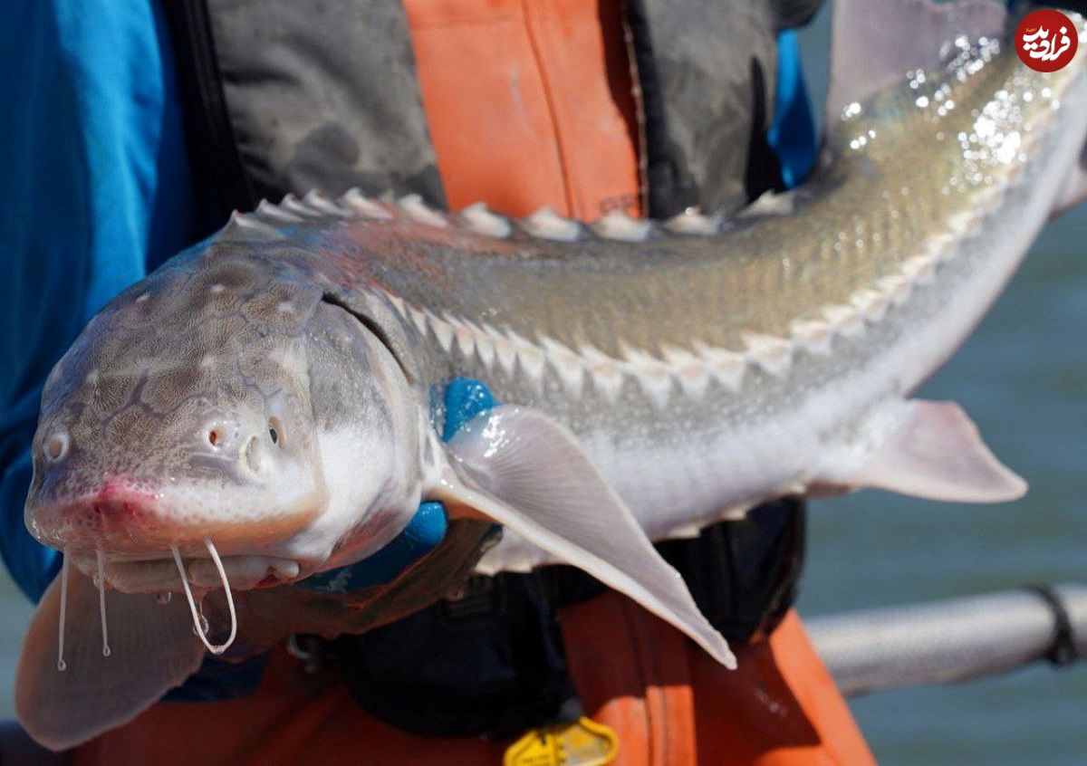 راز تازه ژاپنی‌ها برای خاویار بیشتر: تغییر جنسیت ماهی‌ها!