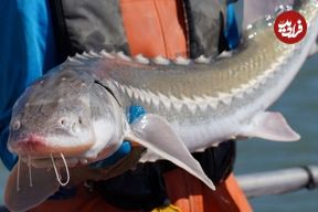 راز تازه ژاپنی‌ها برای خاویار بیشتر: تغییر جنسیت ماهی‌ها!