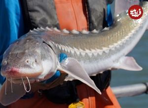 راز تازه ژاپنی‌ها برای خاویار بیشتر: تغییر جنسیت ماهی‌ها!