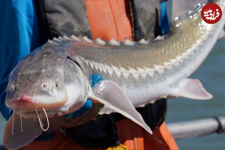 راز تازه ژاپنی‌ها برای خاویار بیشتر: تغییر جنسیت ماهی‌ها!