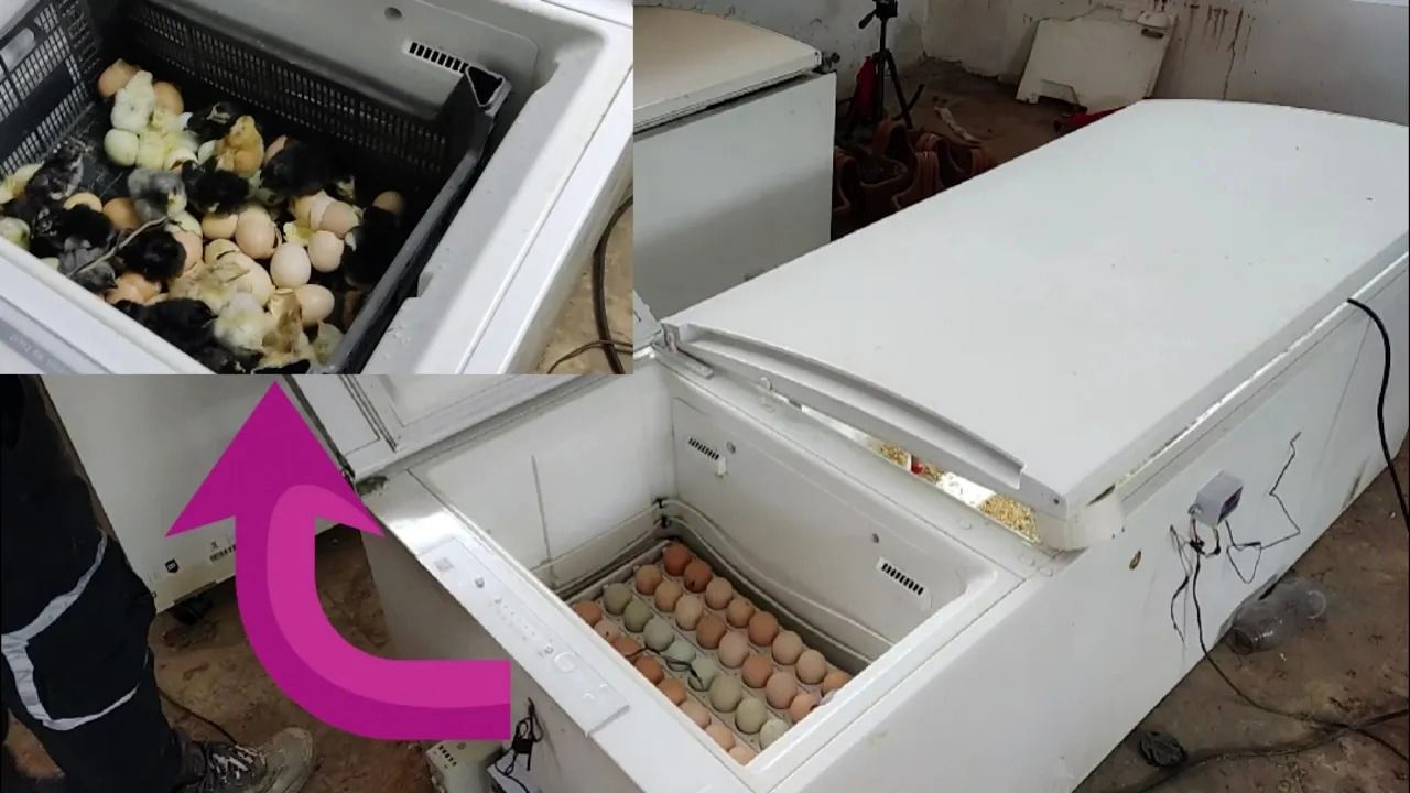(ویدئو) چگونه یخچال قدیمی را به دستگاه جوجه کشی 50 عددی تبدیل کنیم؟