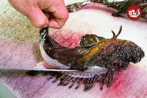 ببینید| غذای خیابانی در ژاپن؛ تهیه ساشیمی و پاستا با سنگ ماهی سمی در اوکیناوا