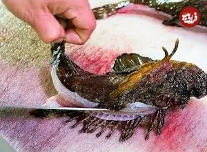 ببینید| غذای خیابانی در ژاپن؛ تهیه ساشیمی و پاستا با سنگ ماهی سمی در اوکیناوا