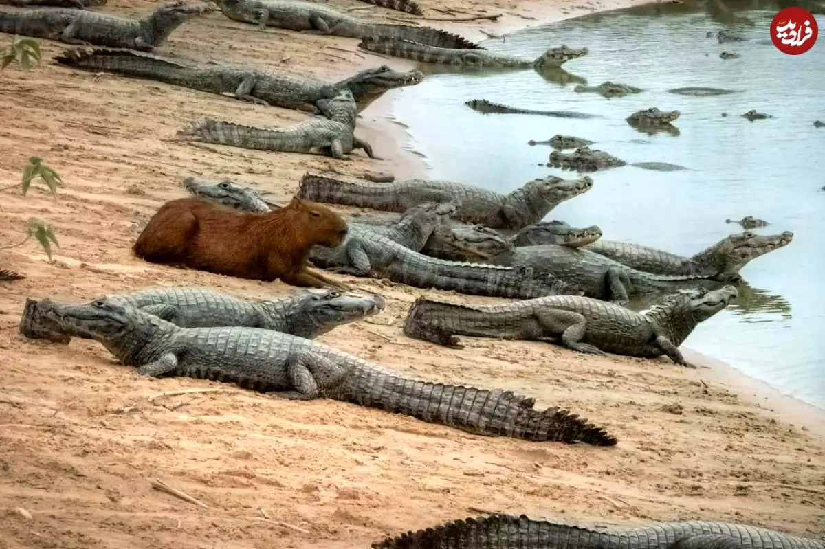 راز همزیستی عجیب؛ چرا تمساح‌ها علاقه‌ای به خوردن برگچه‌خوار ندارند؟