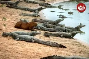 راز همزیستی عجیب؛ چرا تمساح‌ها علاقه‌ای به خوردن برگچه‌خوار ندارند؟