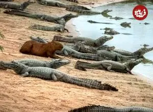 راز همزیستی عجیب؛ چرا تمساح‌ها علاقه‌ای به خوردن برگچه‌خوار ندارند؟