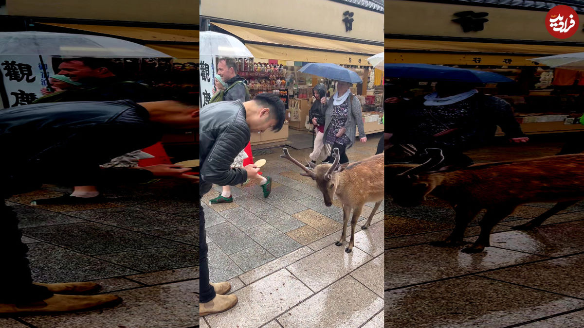 (ویدئو) وقتی گوزن های ژاپنی هم قبل هدیه گرفتن تعظیم می کنند!