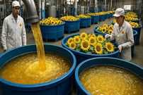 ببینید؛ روغن آفتابگردان چگونه تولید می شود؟