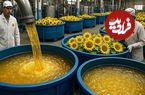 ببینید؛ روغن آفتابگردان چگونه تولید می شود؟
