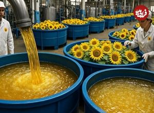 ببینید؛ روغن آفتابگردان چگونه تولید می شود؟