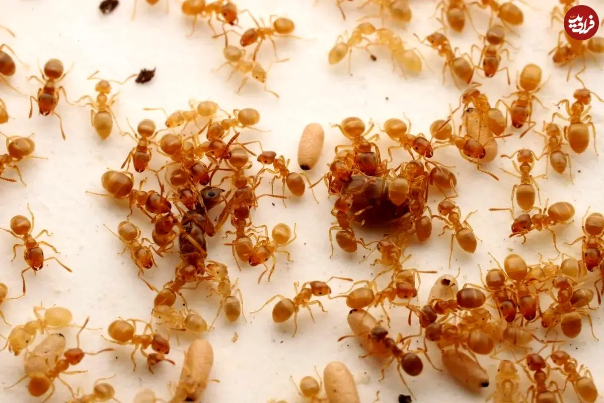 یک نوع مورچه انگلی، کارگران کلنی رقیب را فریب می‌دهد تا مادر خودشان را بکشند