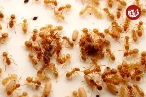 یک نوع مورچه انگلی، کارگران کلنی رقیب را فریب می‌دهد تا مادر خودشان را بکشند