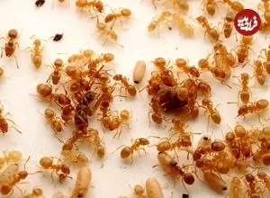 یک نوع مورچه انگلی، کارگران کلنی رقیب را فریب می‌دهد تا مادر خودشان را بکشند