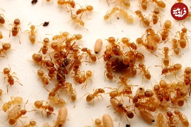 یک نوع مورچه انگلی، کارگران کلنی رقیب را فریب می‌دهد تا مادر خودشان را بکشند