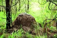 ویژگی‌های «شاه کبرا»؛ یکی از سمی‌ترین مارهای زمین