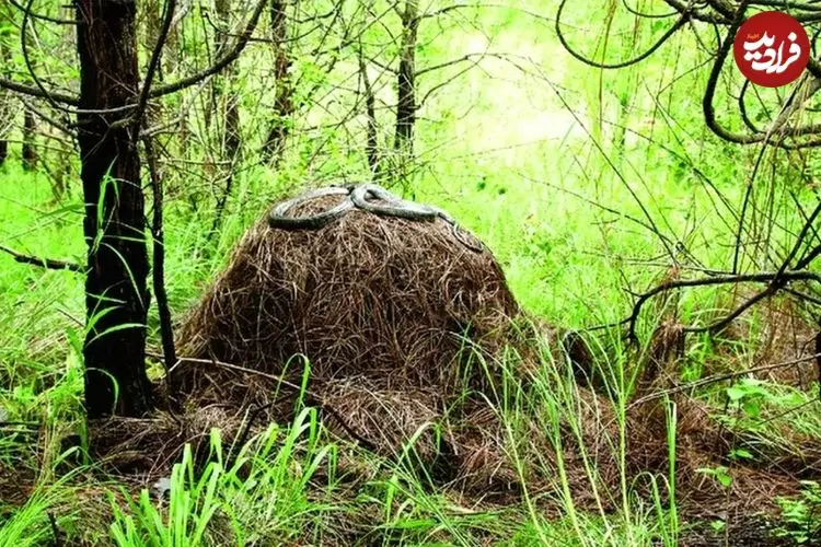 ویژگی‌های «شاه کبرا»؛ یکی از سمی‌ترین مارهای زمین