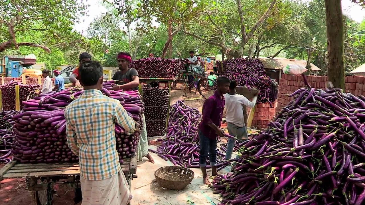 (ویدئو) عملیات تماشایی برداشت ده ها تن بادمجان توسط کشاورزان هندی
