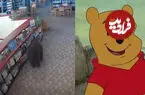 ببینید| خرسی که دنبال کتاب می‌گشت!