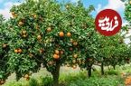 هفت گیاهی که نباید آن‌ها را در کنار درختان میوه بکارید 