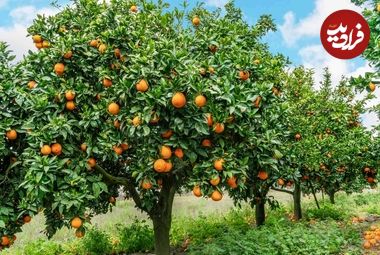 هفت گیاهی که نباید آن‌ها را در کنار درختان میوه بکارید 