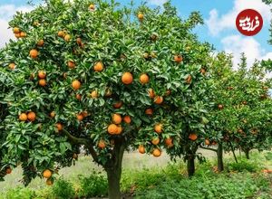 هفت گیاهی که نباید آن‌ها را در کنار درختان میوه بکارید 
