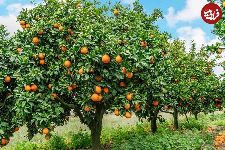 هفت گیاهی که نباید آن‌ها را در کنار درختان میوه بکارید 