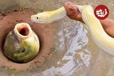 ببینید| روش عجیب صید ماهی با استفاده از مار به روش ماهیگیر چینی